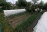 Миниатюра новости: Просто полила, а утром глазам своим не верила — сорняки исчезли без следа, даже крапива не выжила