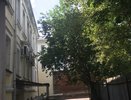5 деревьев, которые притягивают беды: ни в коем случае не сажайте их возле дома
