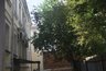 Миниатюра новости: 5 деревьев, которые притягивают беды: ни в коем случае не сажайте их возле дома