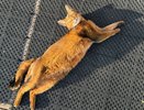 Ваша кошка вас отблагодарит: Роскачество выявило лучшие и худшие сухие корма для кошек