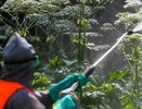 Во Владимирской области спасаются от опасного растения, на это выделили 13 миллионов рублей