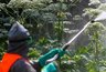 Миниатюра новости: Во Владимирской области спасаются от опасного растения, на это выделили 13 миллионов рублей