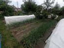 При посадке лука — обязательно: киньте всего 1 щепотку в лейку — и головки будут огромные, а перья не пожелтеют