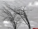 Во Владимире ожидается усиление юго-западного ветра