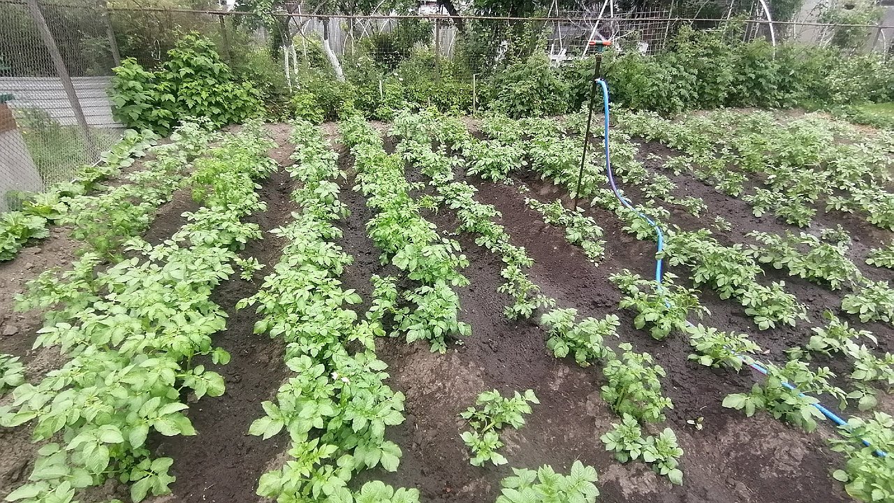 Главная картинка новости: Вбиваю кол при посадке картофеля и все лето радуюсь своей хитрости: лайфхак от опытного огородника