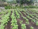 Вбиваю кол при посадке картофеля и все лето радуюсь своей хитрости: лайфхак от опытного огородника