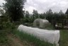Миниатюра новости: Пока дачники тратят кучу денег на химикаты, умные покупают соду и горчицу и помогают своему урожаю