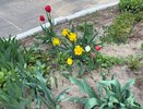 Рассыпьте эту копеечную крупу у пионов — забудете о муравьях на бутонах навеки: секретное средство огородников