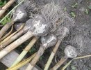 Чеснок в мае кричит о помощи: 3 обыкновенных подкормки для богатого урожая