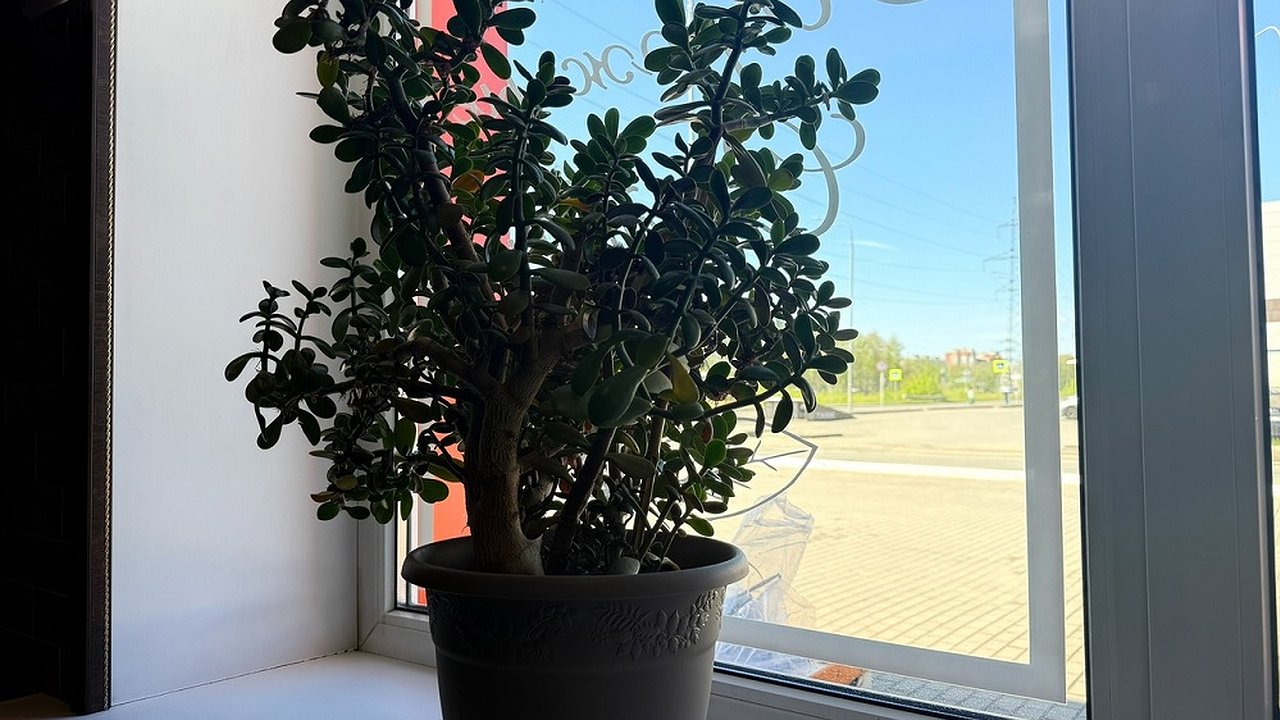 Главная картинка новости: 2 пшика на лист - и даже дохлые растения оживут: ни вредителей, ни болезней: это настоящее спасение