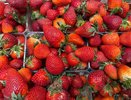 Опрыскайте этой смесью клубнику в мае — и уже летом забудете о долгоносиках: лайфхак, который спасет урожай от вредителей
