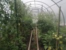 Раскидала под томаты при высадке — фитофтора больше не беспокоит: на плодах ни пятнышка до конца сезона
