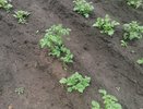 Пару зерен в каждую лунку — и картофель побьёт все соседские рекорды по урожайности: излишки придётся отдавать бесплатно