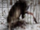 В Киржачском районе самовольно возведённый металлический забор привёл к смерти лося