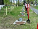В Судогодском районе высадили клоны легендарного сталинградского тополя