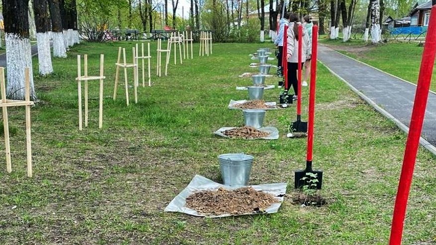 Главная картинка новости: В Судогодском районе высадили клоны легендарного сталинградского тополя