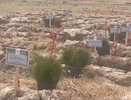 В Кольчугинском районе появился высаженный живой геоглиф из сосен «80 ПОБЕДА»