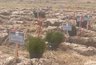 Миниатюра новости: В Кольчугинском районе появился высаженный живой геоглиф из сосен «80 ПОБЕДА»