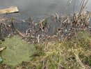 В Юрьев-Польском районе организована проверка реки Бакава после массовой гибели рыбы