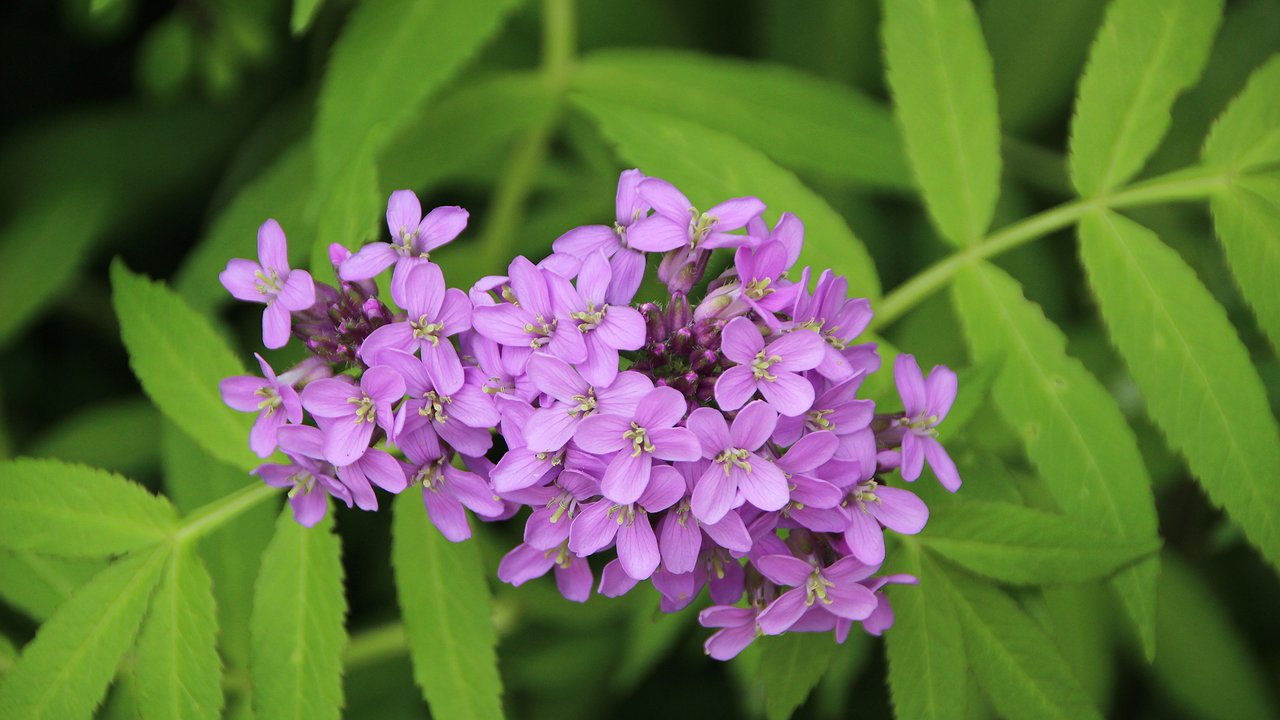 Главная картинка новости: Этот восхитительный многолетник - королева сада: расцветает яркими лиловыми гроздьями и источает аромат свежего меда на всю округу