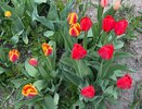 Обязательно сделайте это с тюльпанами после цветения: на следующем году будете собирать сотни бутонов