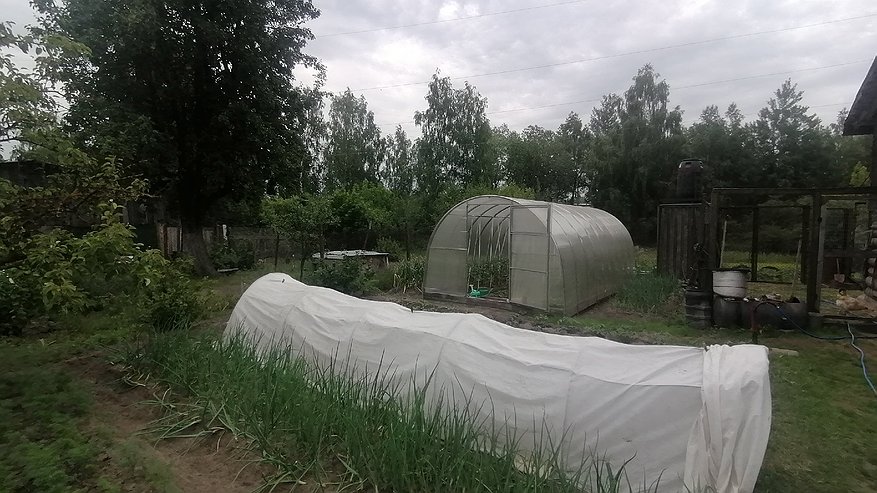 Главная картинка новости: Нашел слабое место пырея — перестал рвать его на протяжении всего лета: вот что уничтожает сорняк без остатка