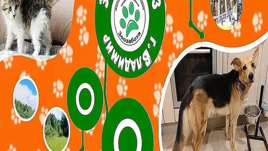 Главная картинка новости: Умные и нежные кошки Джина и Моника из приюта «Зоозабота» ждут любящих хозяев