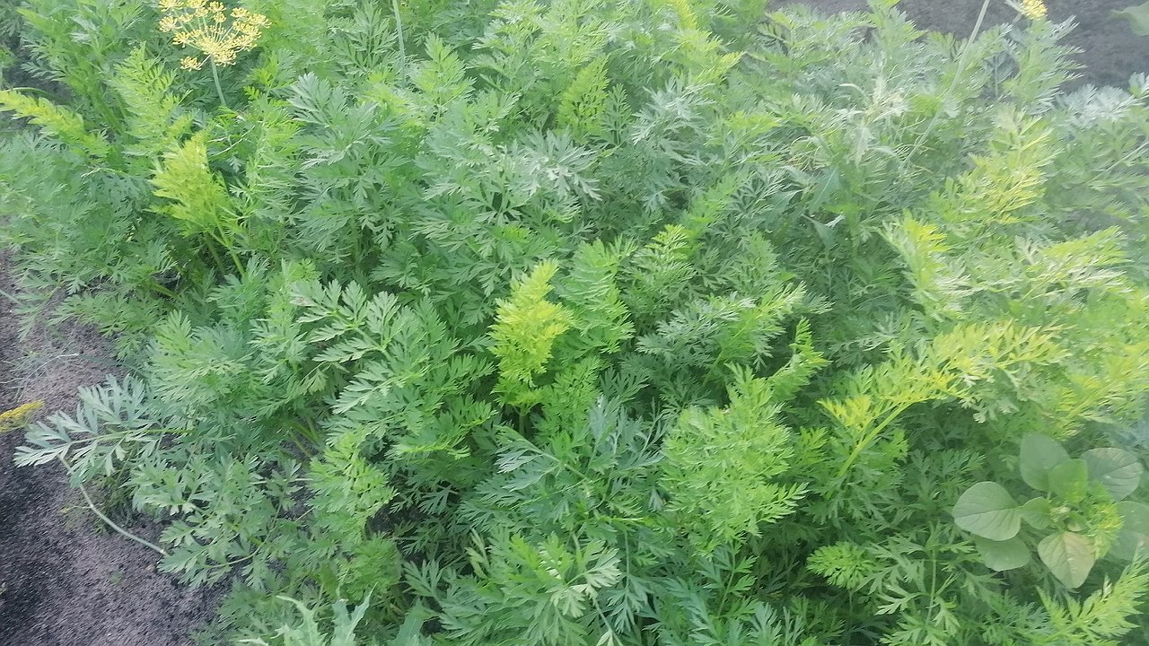 Главная картинка новости: Раскидала по грядке с морковью — больше морковная муха урожай не чует: пролетает мимо