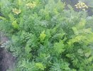 Раскидала по грядке с морковью — больше морковная муха урожай не чует: пролетает мимо