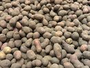 Это необходимо сделать за 1 день до посадки картофеля: важная обработка клубней - урожай вырастет в 5 раз