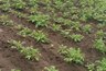 Миниатюра новости: С одной сотки соберёте 4 тонны картошки: попробуйте две легчайшие подкормки - результат каждый раз сражает наповал