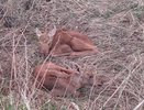 Владимирцы все чаще забирают детёнышей диких животных, и это плохо
