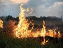 Владимирцам напоминают: поджог травы смертельно опасен для диких животных