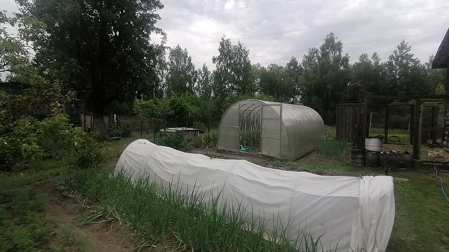 Главная картинка новости: Перестаньте опрыскивать химией: морковная муха точно отстанет от вас — хитрые дачники избавляются от вредителей только этим способом