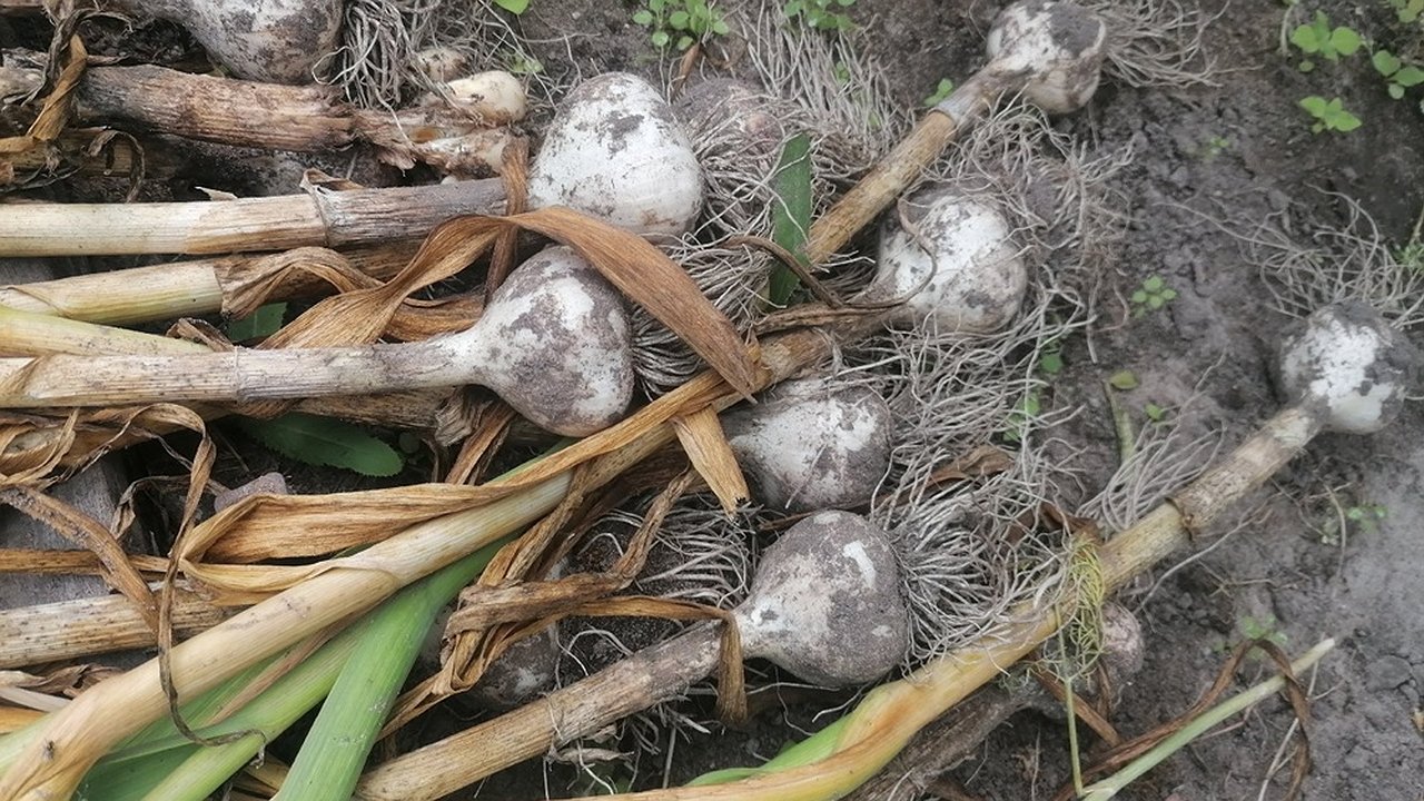 Главная картинка новости: Чеснок по соседству: с кем его можно сажать, а кого он выживает с грядок - многие дачники этого не знают