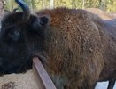 Владимирские аграрные хозяйства содействуют в заботе о зубрах Клязьминско-Лухского заказника