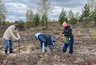 Миниатюра новости: Пять тысяч молодых сосен высадили волонтеры в заказнике Вязниковского района