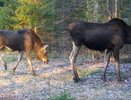 Лосиное семейство попало в объектив фотоловушки в заказнике Вязниковского района