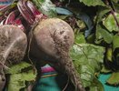 Сажаем эти 3 сорта свеклы — они будут слаще меда и крупнее тыквы: на заметку дачникам