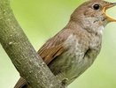 Для жителей Владимирской области проведут «Соловьиные вечера»