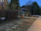 В Александровском районе большая собака на самовыгуле многократно нападала на людей