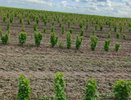В Суздальском районе высадили 60 гектаров смородины
