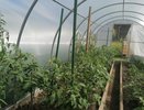 Просунул огурцы сквозь бутылку — летом нарадоваться не могу: плети обрываются от количества урожая
