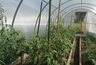 Миниатюра новости: Просунул огурцы сквозь бутылку — летом нарадоваться не могу: плети обрываются от количества урожая