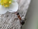 Муравьи испаряются за сутки: дешёвое средство, которое работает лучше покупных