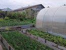 Как оценить, есть ли клещи в вашем дворе и на даче: гениальный лайфхак уральского ученого