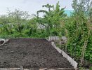 Заливаем 100 г стаканом воды – фитофтора волновать перестанет: помидоры вырастут без единого пятнышка