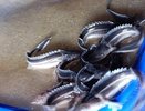 В районе Мурома дорожники запустили в Оку более семнадцати тысяч стерлядок