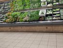 Лук и капуста подорожали во Владимирской области почти вдвое из-за неурожая