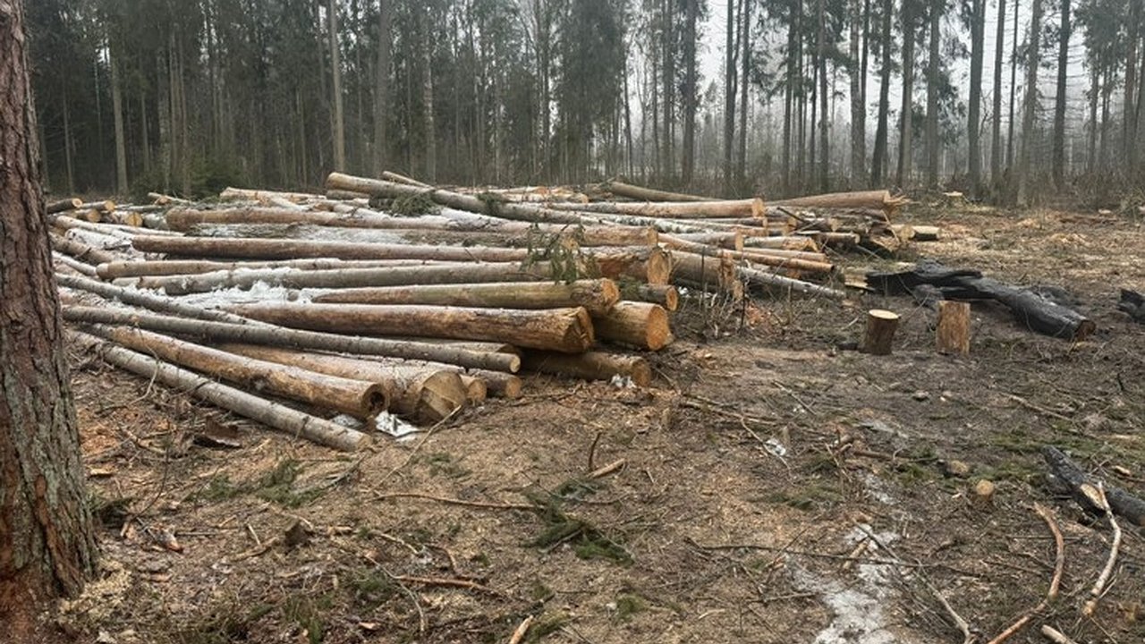 Главная картинка новости: Петушинский филиал «Владлесхоза» создал угрозу лесных пожаров